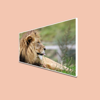 Barbary Lion Canvas Floating Frame Wall Painting