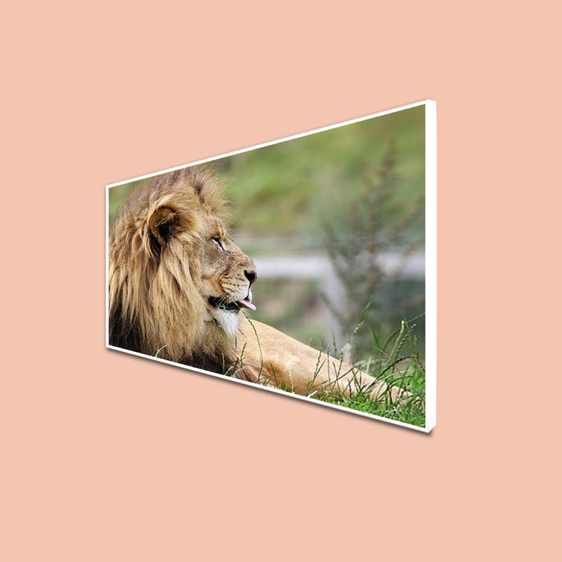 Barbary Lion Canvas Floating Frame Wall Painting