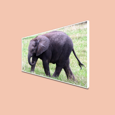Baby Elephant Canvas Floating Frame Wall Painting