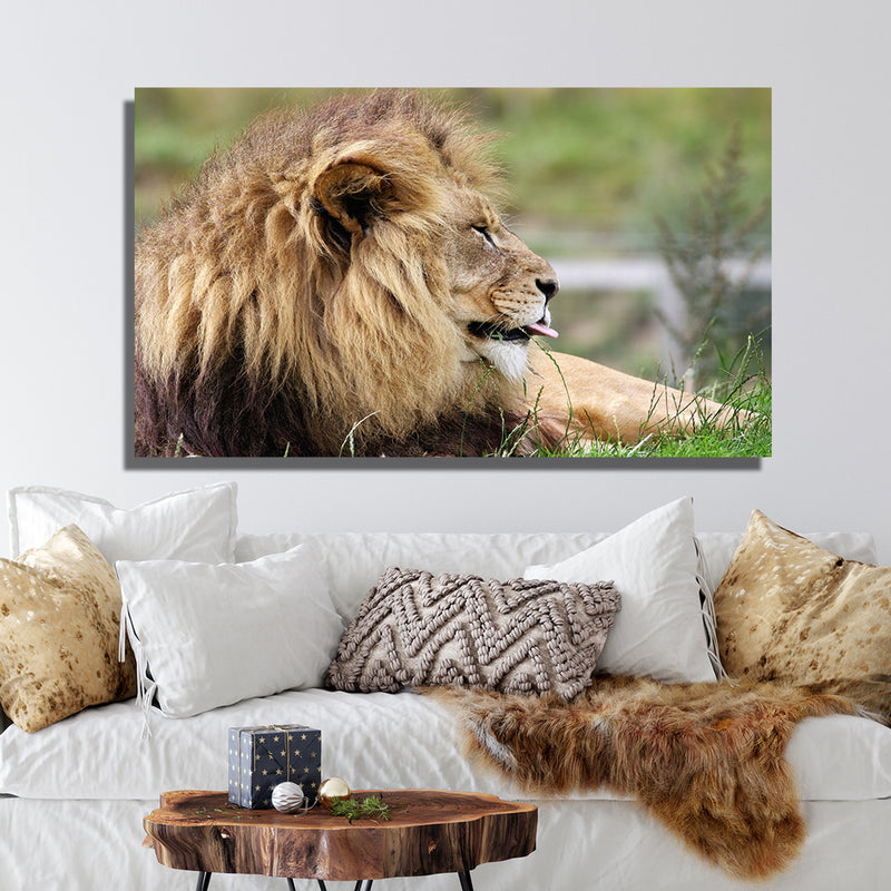 Barbary Lion Canvas Wall Painting