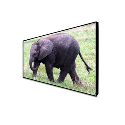 Baby Elephant Canvas Floating Frame Wall Painting