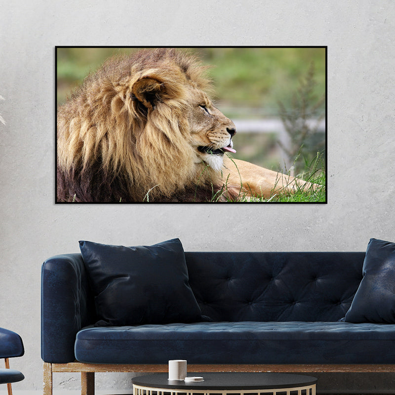 Barbary Lion Canvas Floating Frame Wall Painting