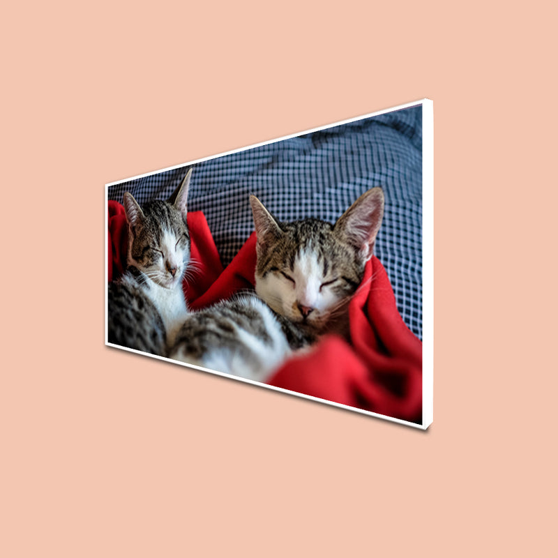 Cute Kittens Sleeping Together Canvas Floating Frame Wall Painting