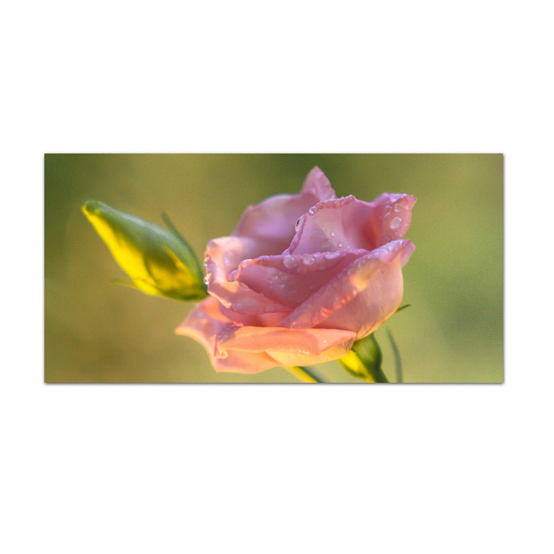 Beautiful Single Pink Rose Canvas Wall Painting