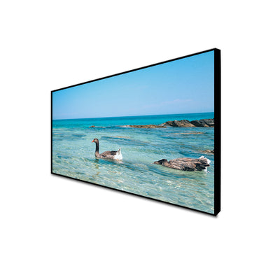 Duck In Water Canvas Floating Frame Wall Painting