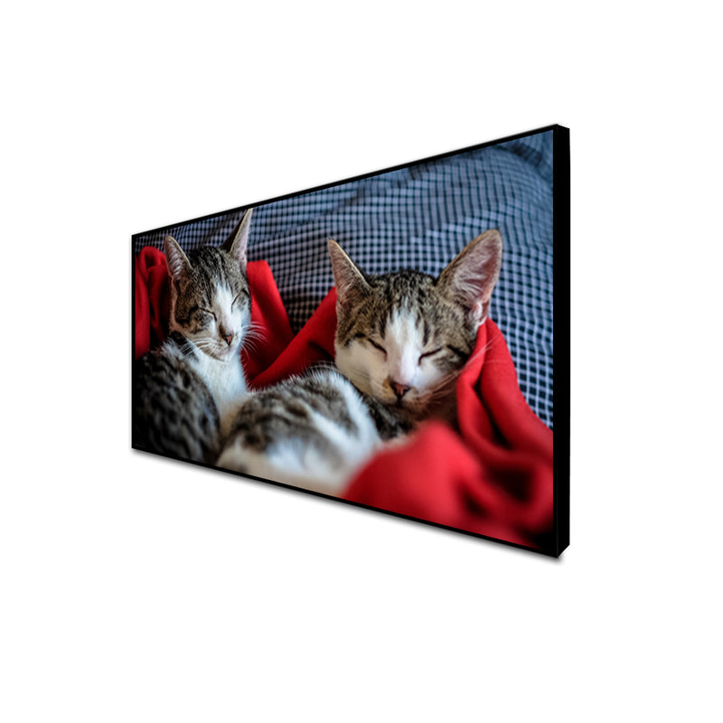 Cute Kittens Sleeping Together Canvas Floating Frame Wall Painting