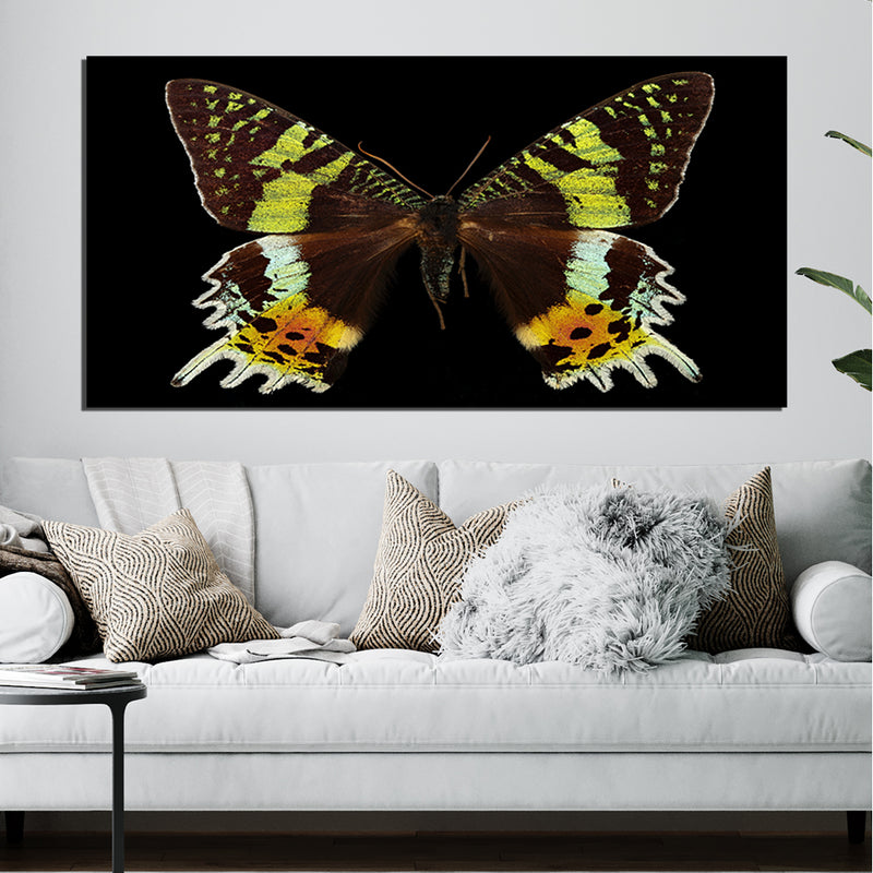 Beautiful Multicolor Butterfly On Canvas Wall Painting