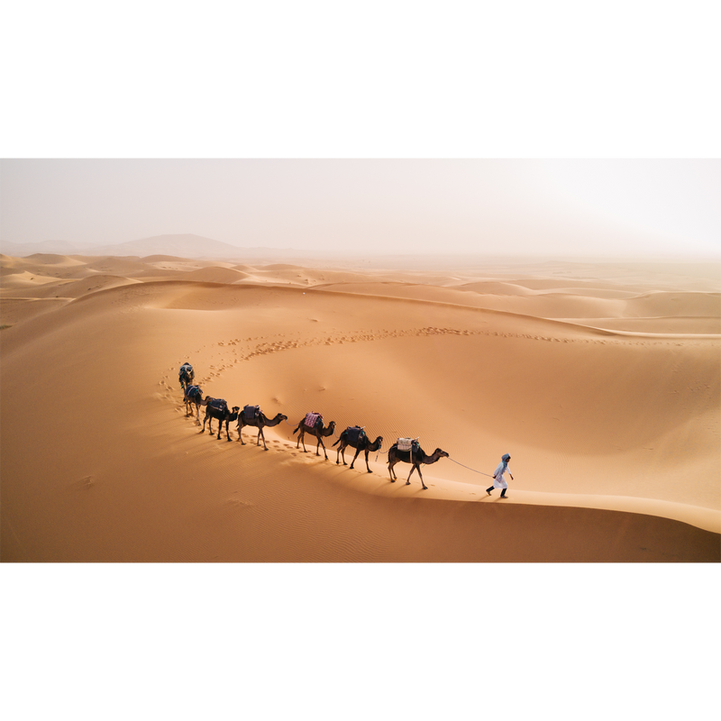 Camel Desert Canvas Digitally Printed Wallpaper