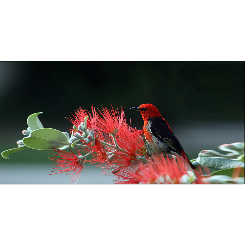 Little Bird Canvas Wall Painting