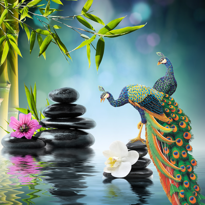 peacock wallpaper | wallpaper peacock