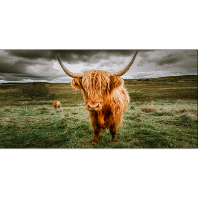 Highland Cattle With Scenic Canvas Wall Painting
