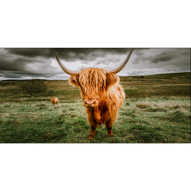 Highland Cattle With Scenic Canvas Wall Painting