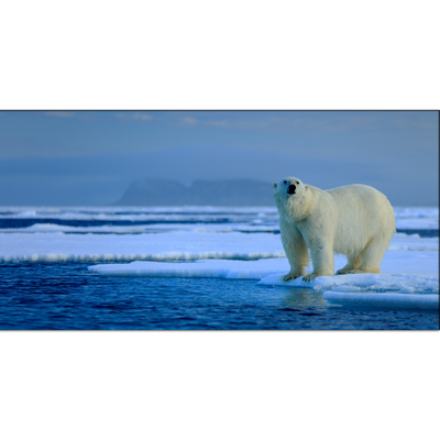 Big Polar Bear Canvas Wall Painting