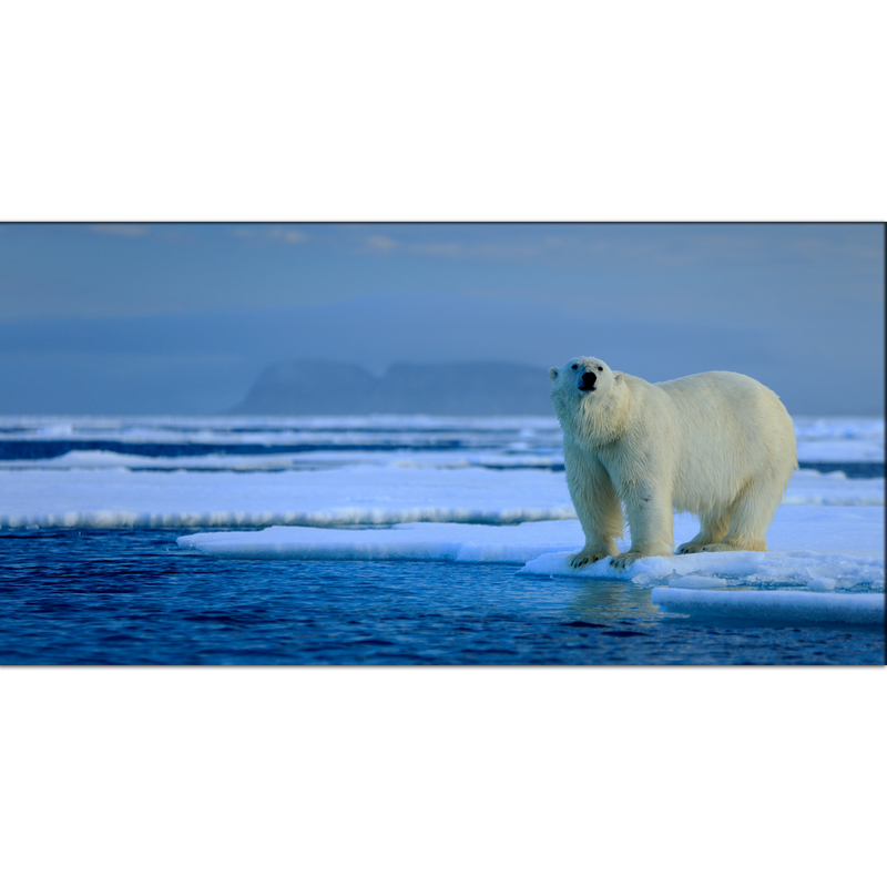 Big Polar Bear Canvas Wall Painting