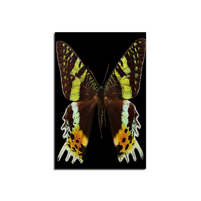 Butterfly Print On Canvas Wall Painting