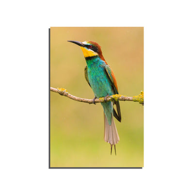 Bee Eater Birds Print On Canvas Wall Painting