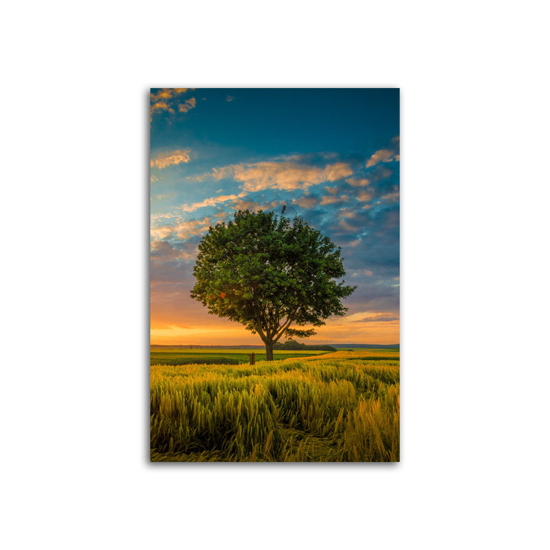 Beautiful Sunset Nature Canvas Wall Painting
