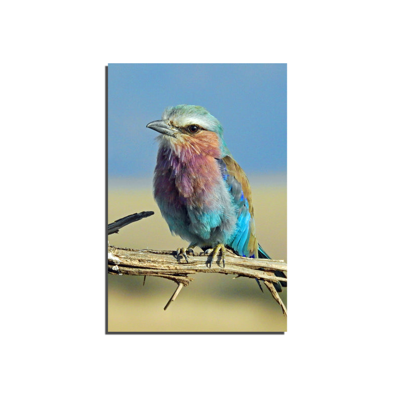 lilac breasted roller color palette On Canvas Wall Painting