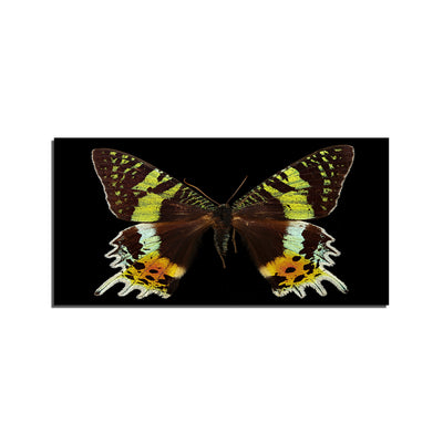 Beautiful Multicolor Butterfly On Canvas Wall Painting