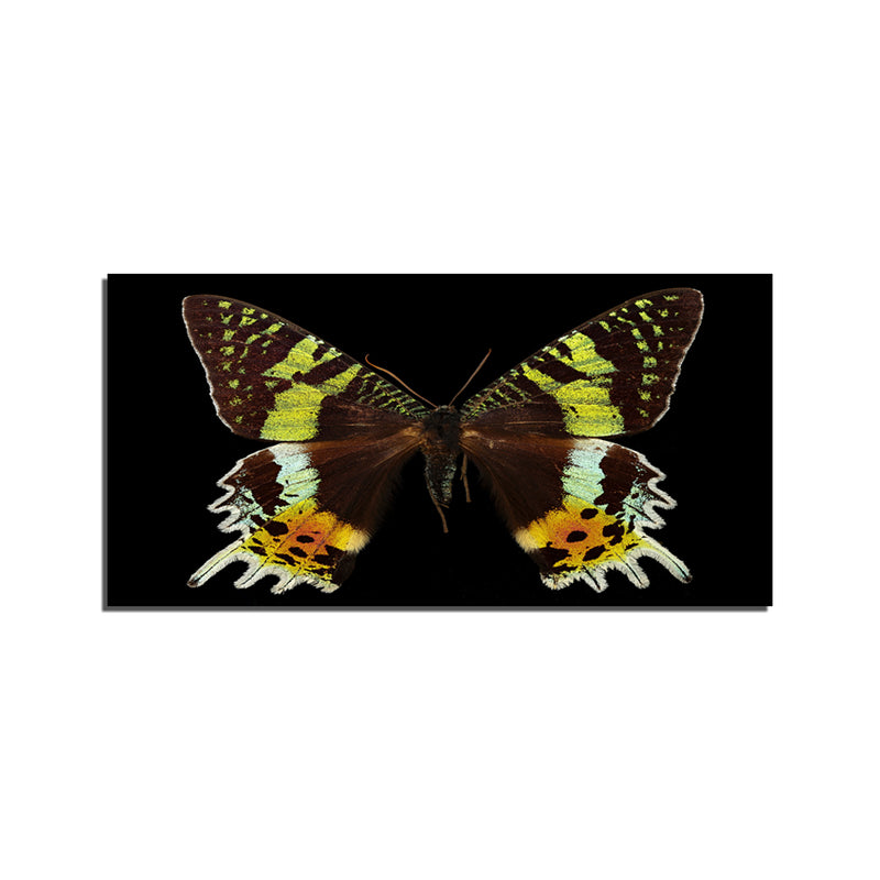 Beautiful Multicolor Butterfly On Canvas Wall Painting