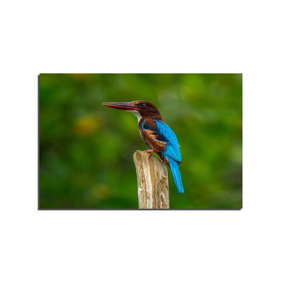 Kingfisher Bird Canvas Print Wall Painting