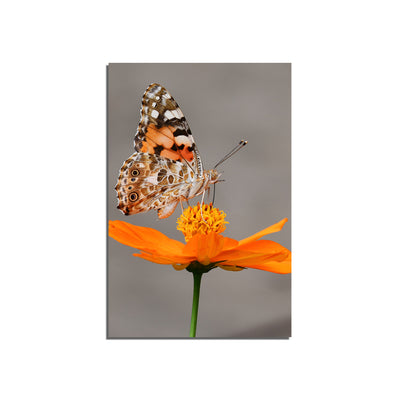 Butterfly Sitting On Flower Print Canvas Wall Painting