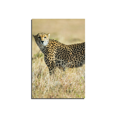 Jaguar Print On Canvas Wall Painting
