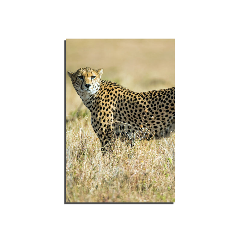 Jaguar Print On Canvas Wall Painting