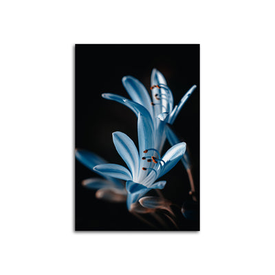 Beautiful Flower Print On Canvas Wall Painting