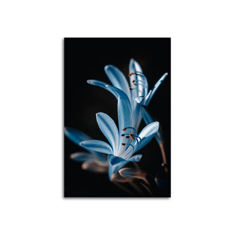 Beautiful Flower Print On Canvas Wall Painting