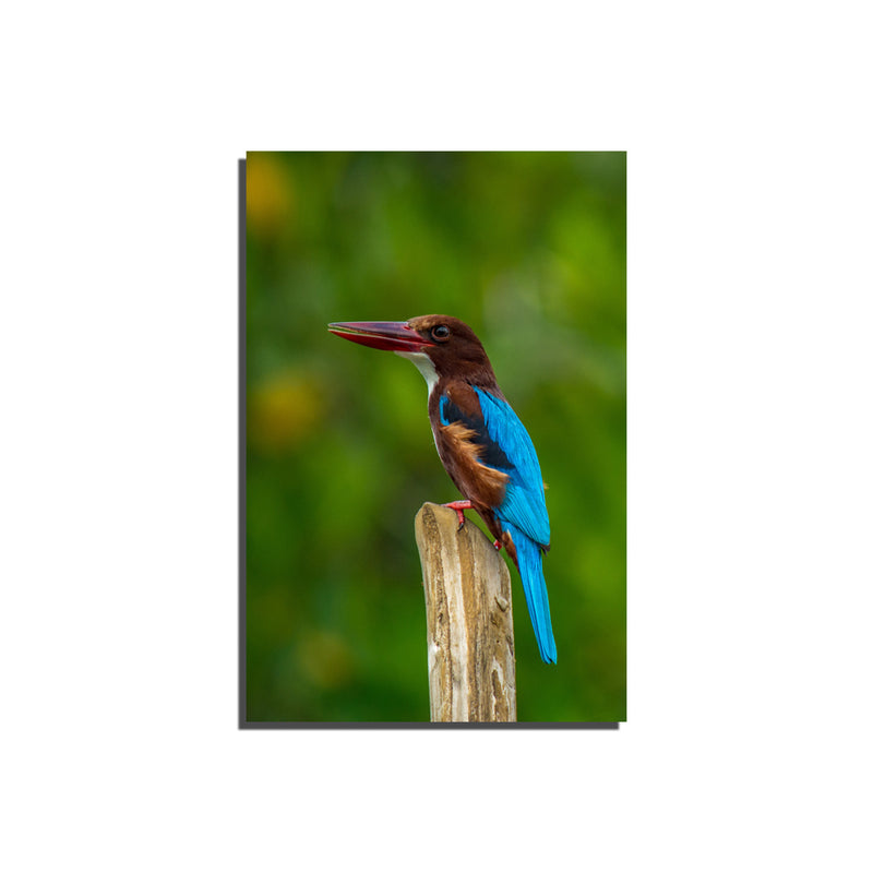 Kingfisher Bird Canvas Print Wall Painting