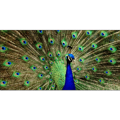 DECORGLANCE Posters, Prints, & Visual Artwork Peacock Dancing Canvas Wall Painting