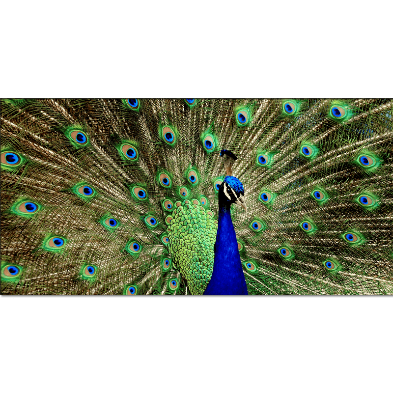 DECORGLANCE Posters, Prints, & Visual Artwork Peacock Dancing Canvas Wall Painting