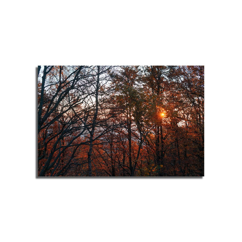 DecorGlance Rectangle painting Sunset View In Forest Canvas  Wall Painting