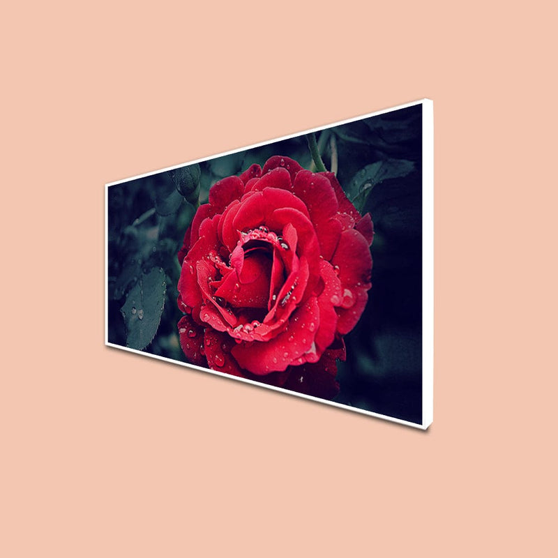 DecorGlance CANVAS PRINT WHITE FLOATING FRAME / (48x24) Inch / (121x60) Cm Red Rose Canvas Floating Frame Wall Painting