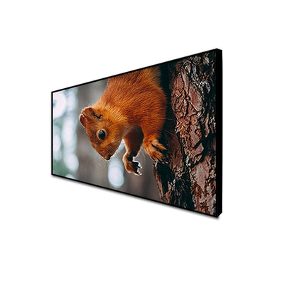 DecorGlance CANVAS PRINT BLACK FLOATING FRAME / (48x24) Inch / (121x60) Cm Squirrel Canvas Floating Frame Wall Painting