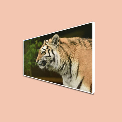 DecorGlance CANVAS PRINT WHITE FLOATING FRAME / (48x24) Inch / (121x60) Cm The Siberian Tiger Canvas Floating Frame Wall Painting