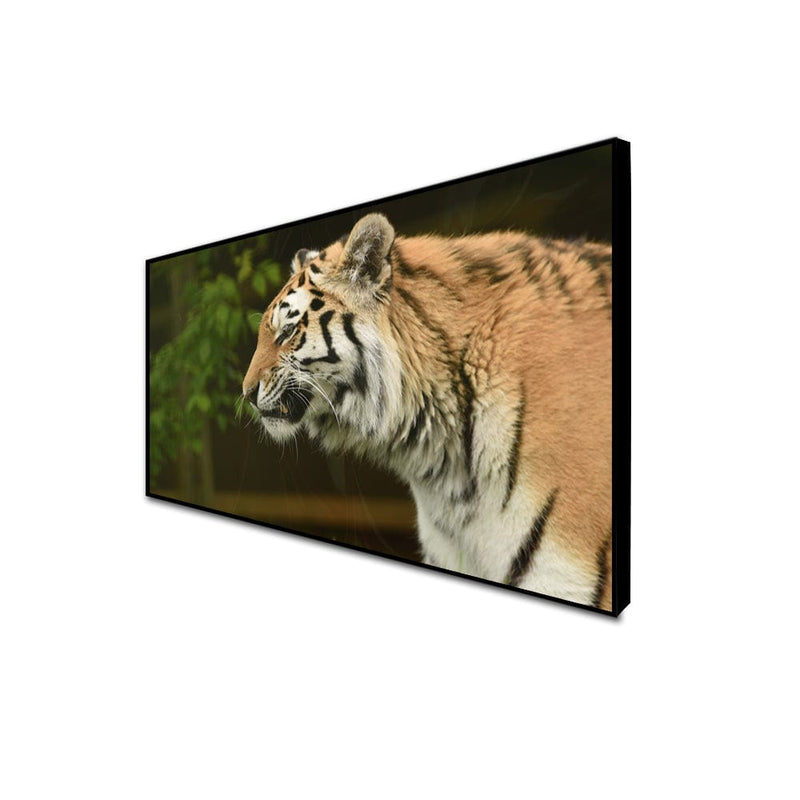 DecorGlance CANVAS PRINT BLACK FLOATING FRAME / (48x24) Inch / (121x60) Cm The Siberian Tiger Canvas Floating Frame Wall Painting