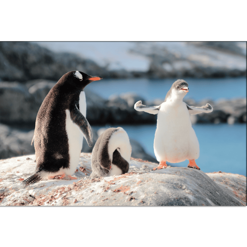 DecorGlance Wallpaper Penguins Digitally Printed Wallpaper